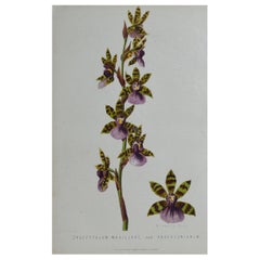 Original Antique Botanical Print Orchid Zygopetalum, Unframed, circa 1850