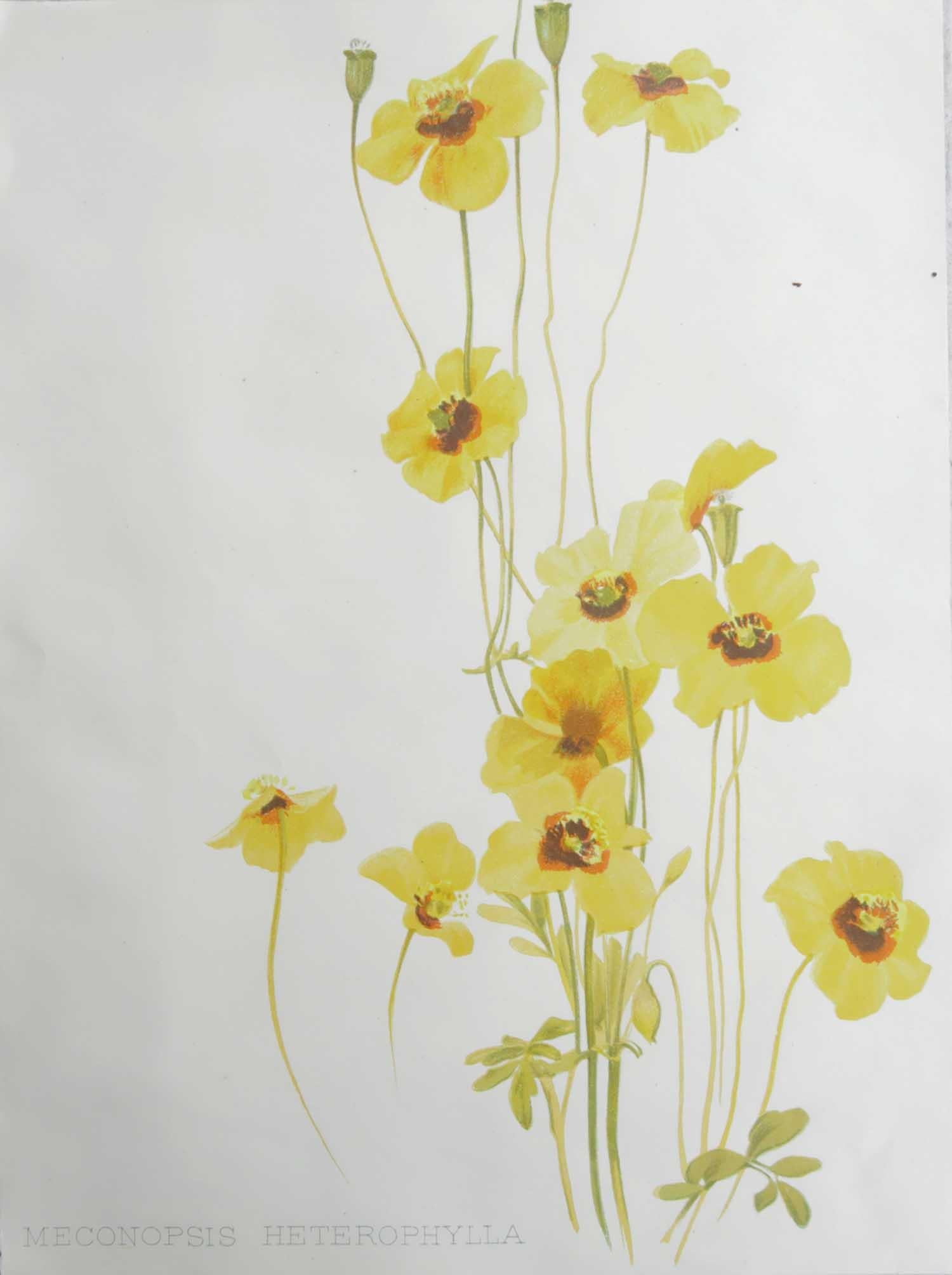 Adorabile stampa botanica

Cromolitografia

Colore originale

Pubblicato, circa 1870

Senza cornice.

Spedizione gratuita

