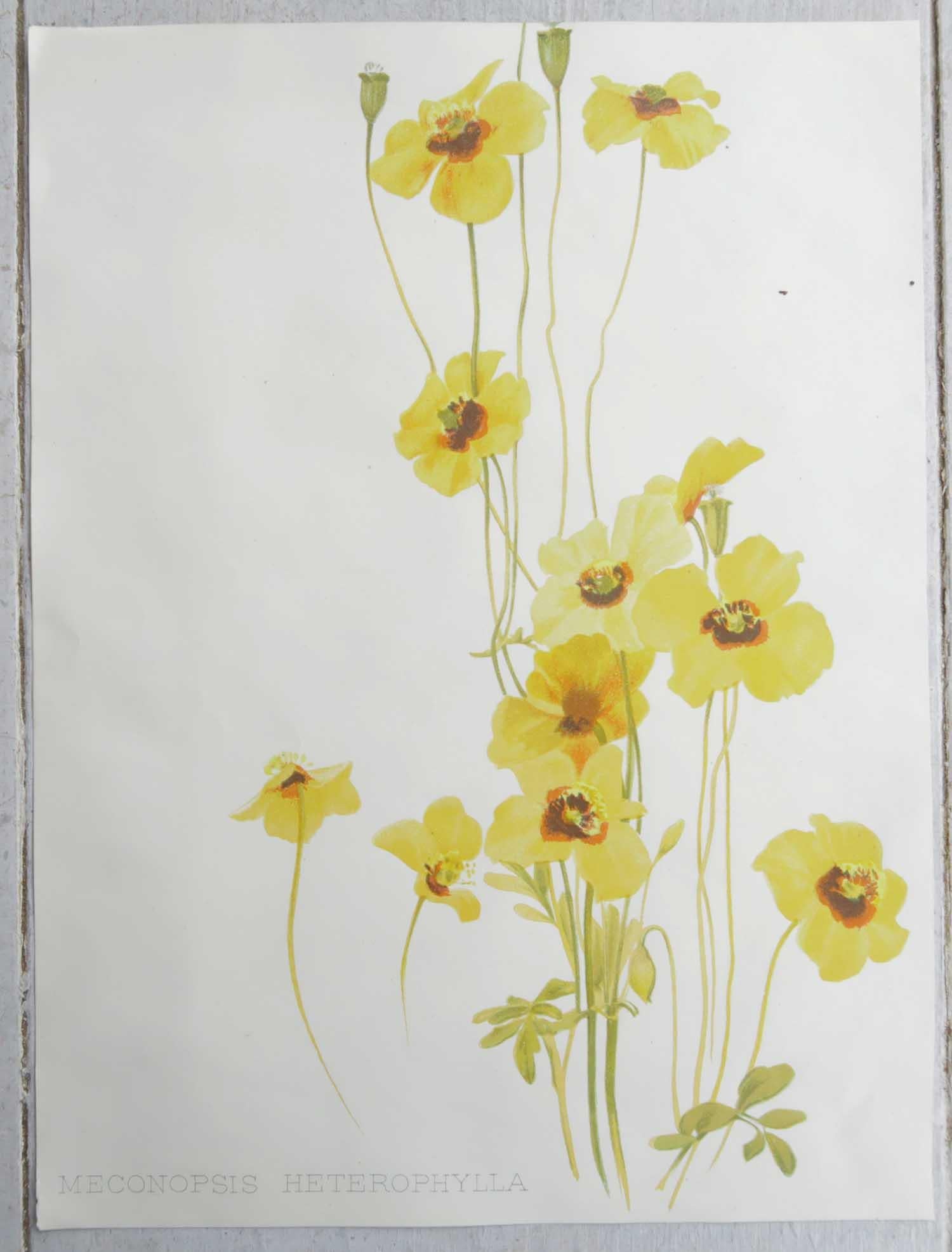 Inglese Stampa botanica originale antica - Papavero, circa 1870
