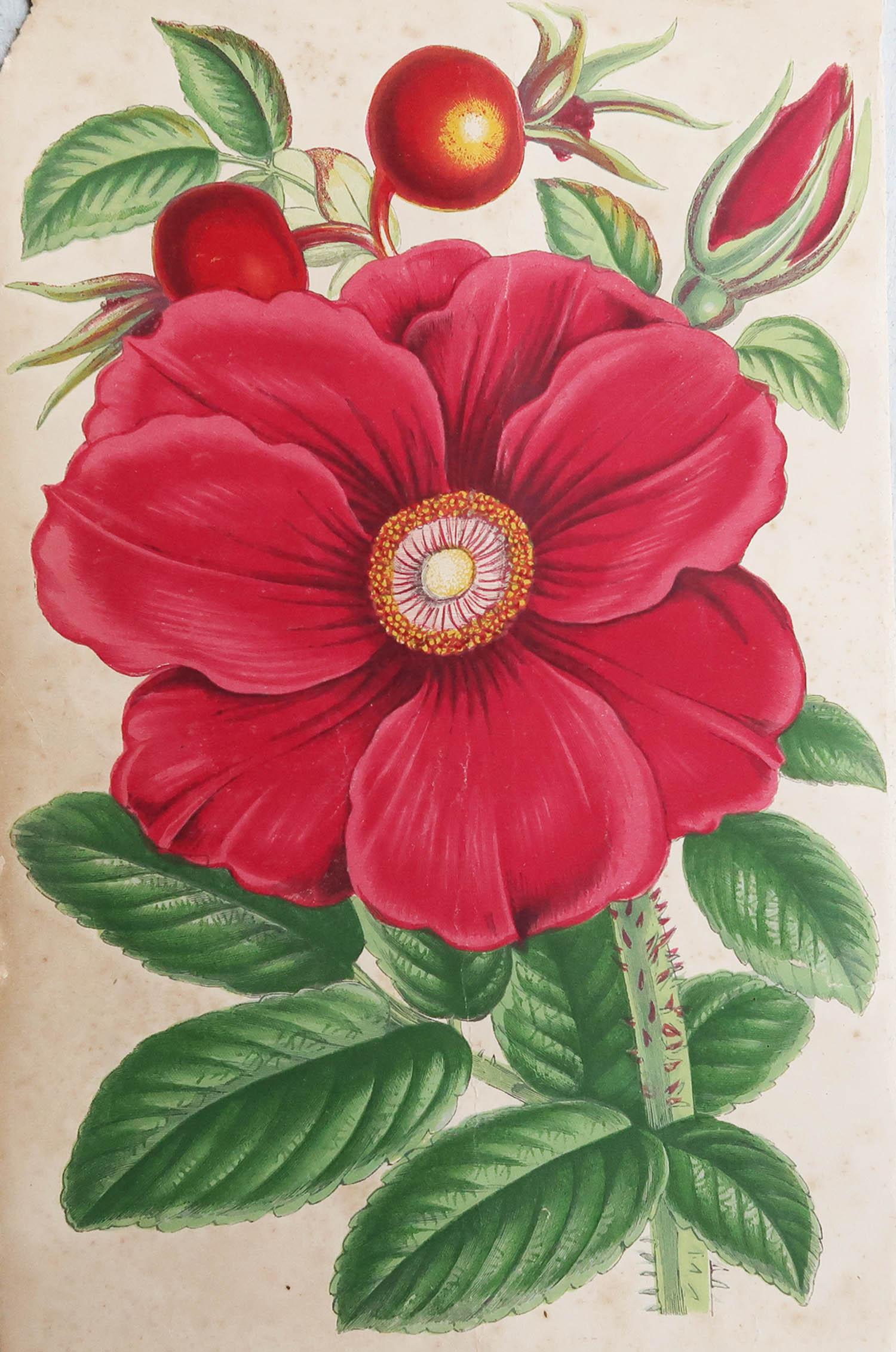 Hübscher botanischer Druck

Chromo-Lithographie

Original Farbe

Veröffentlicht, ca. 1870

Ungerahmt.

Abgebrochene linke obere Ecke

Kostenloser Versand


