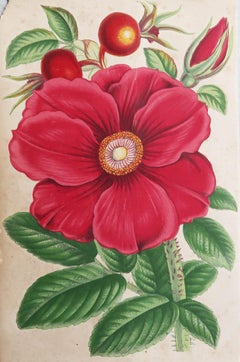 Original Antique Botanical Print - Red Rose, circa 1870