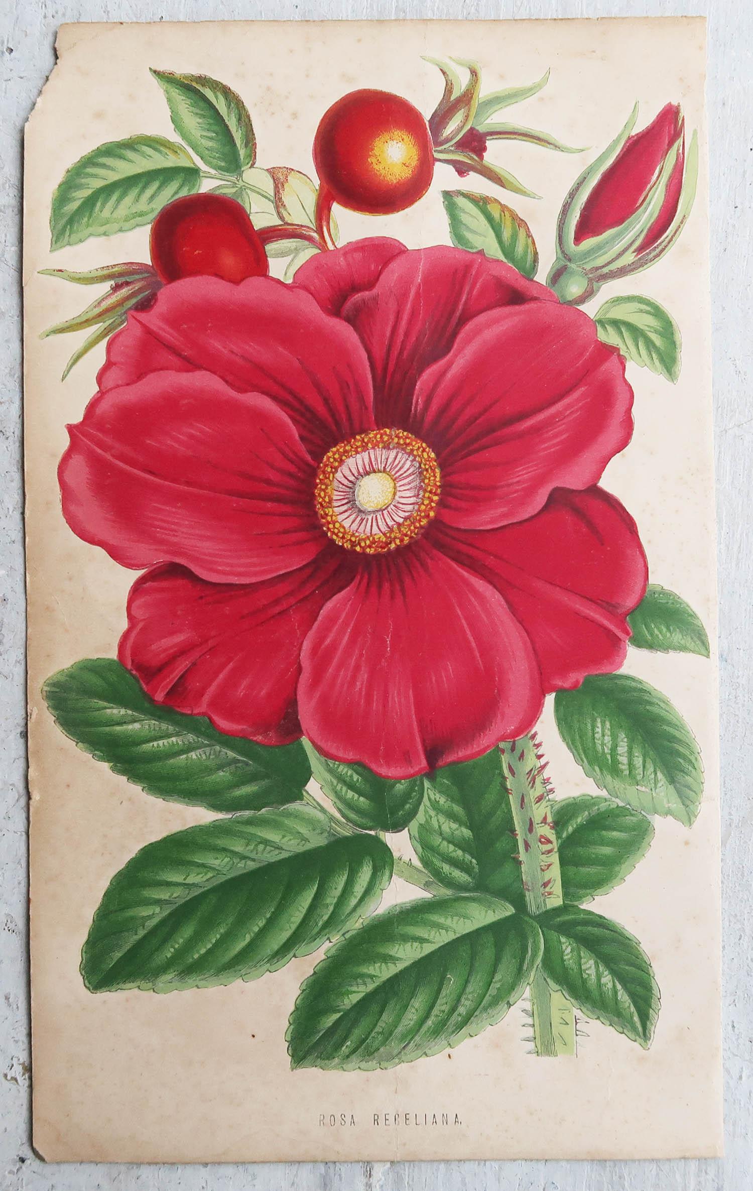 Antiker botanischer Originaldruck - Rote Rose, um 1870 (Viktorianisch) im Angebot