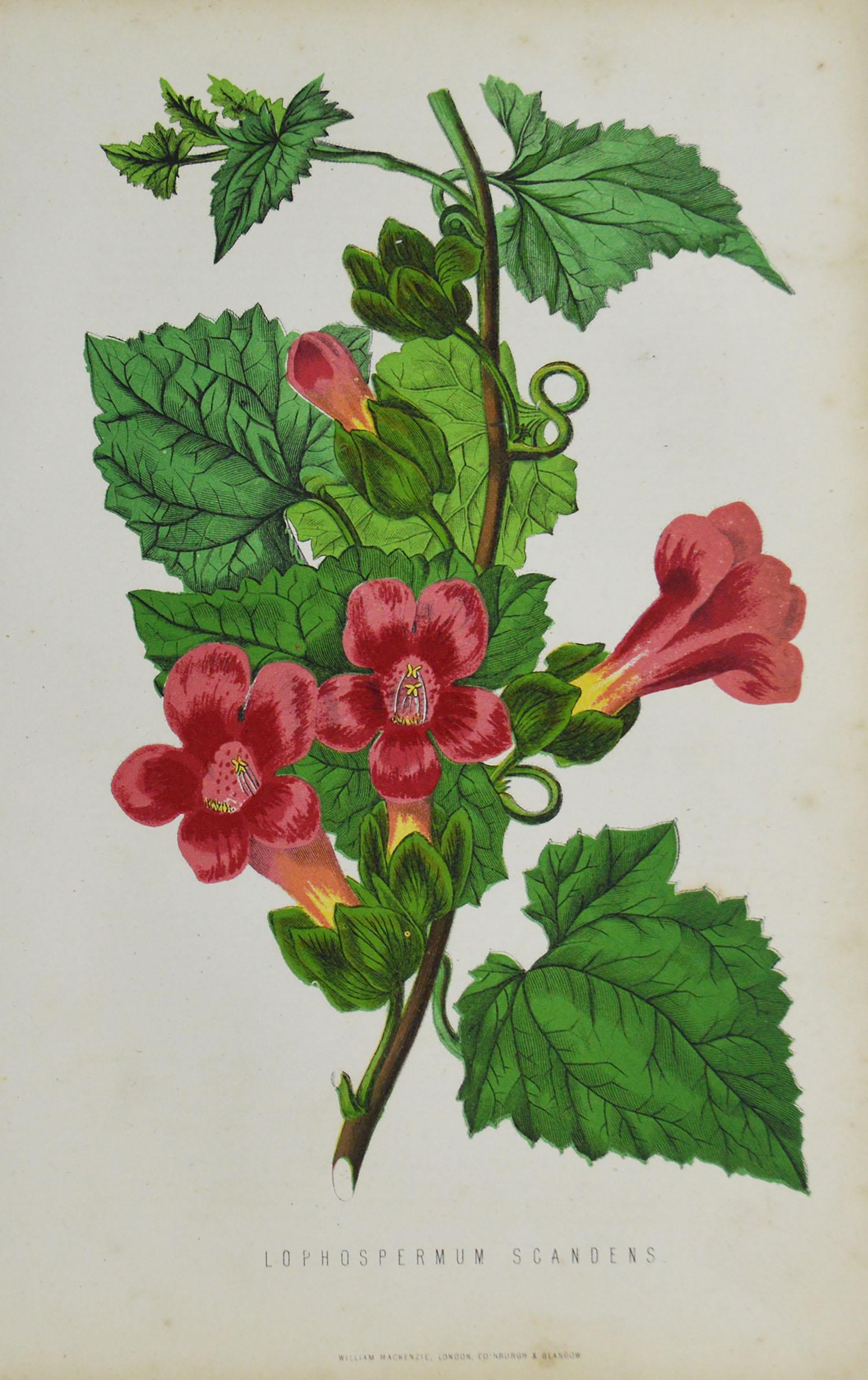 Great image of the rose, Lophosperum Scandens

Unframed. It gives you the option of perhaps making a set up using your own choice of frames.

Lithograph with original hand color.

Published, circa 1850.








 