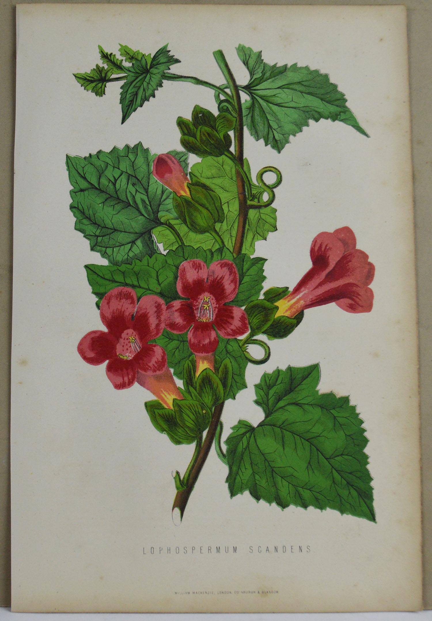 Chinese Export Original Antique Botanical Print -Rose Lophosperum. Unframed, circa 1850