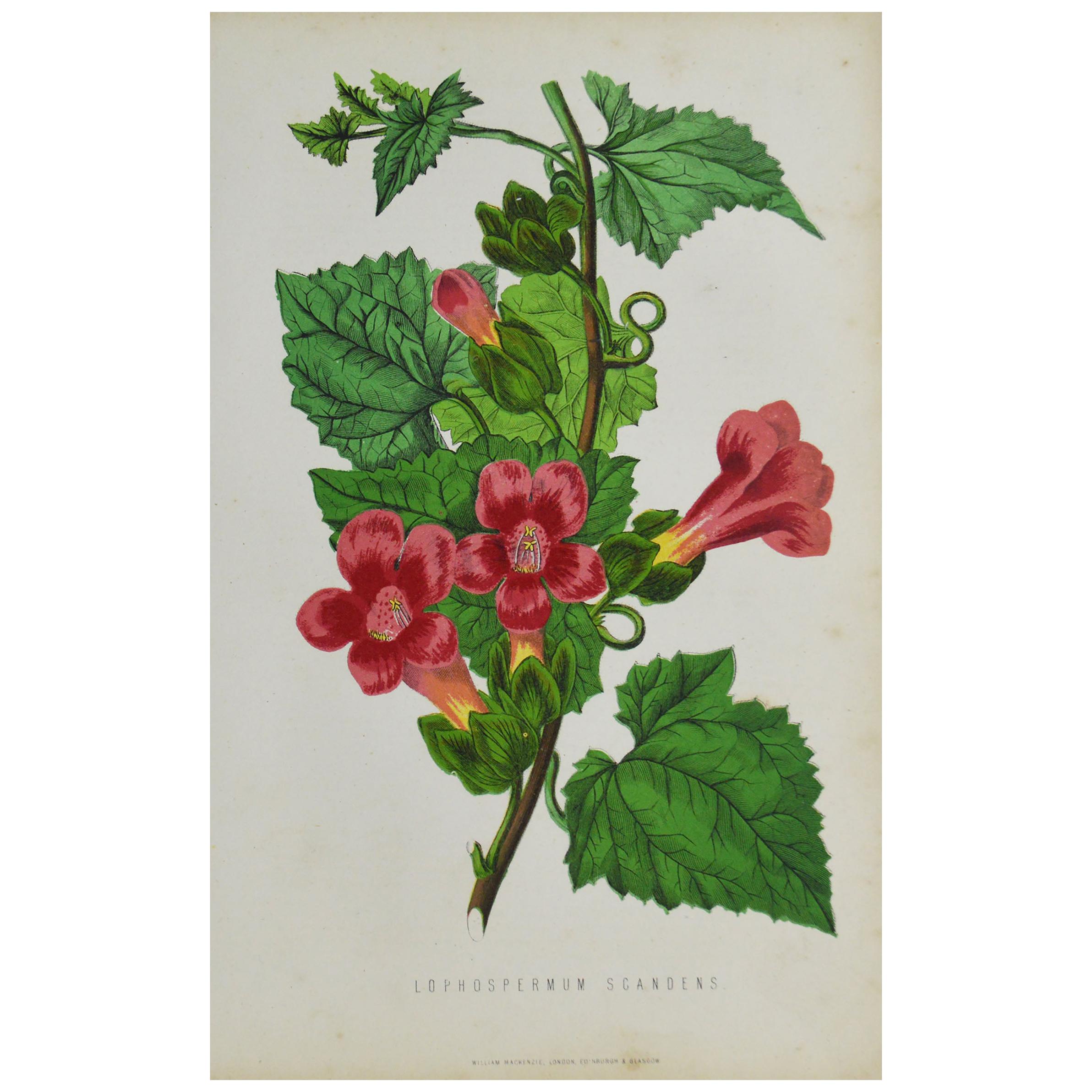 Original Antique Botanical Print -Rose Lophosperum. Unframed, circa 1850