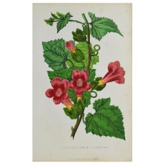 Original Antique Botanical Print, Rose Lophosperum, Unframed, circa 1850