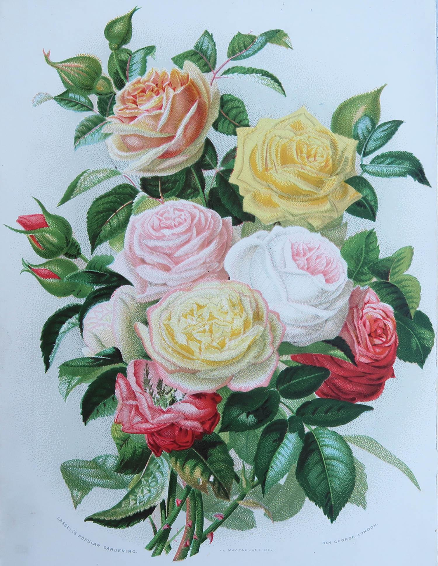 Great image of roses

Chromo-lithograph after J.L Macfarlane

Published by Cassell. circa 1880

Unframed. It gives you the option of perhaps making a set up using your own choice of frames.














