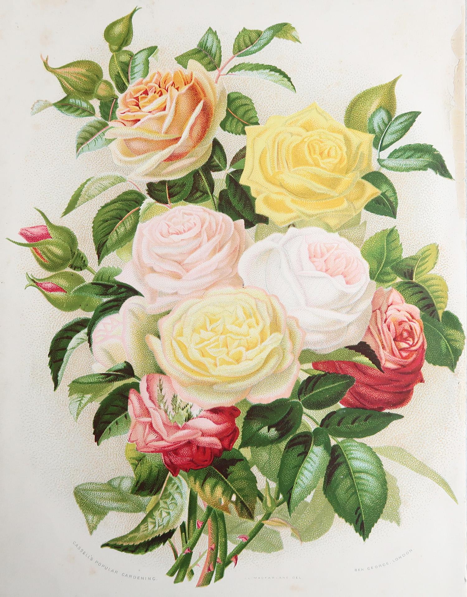 Tolles Bild von Rosen

Chromo-Lithographie nach J.L Macfarlane

Herausgegeben von Cassell. ca. 1880

Ungerahmt. So haben Sie die Möglichkeit, Ihre eigene Auswahl an Rahmen zu treffen.

Kostenloser Versand















