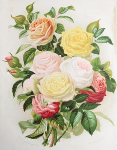 Original Antique Botanical Print- Roses. After Macfarlane, circa 1880