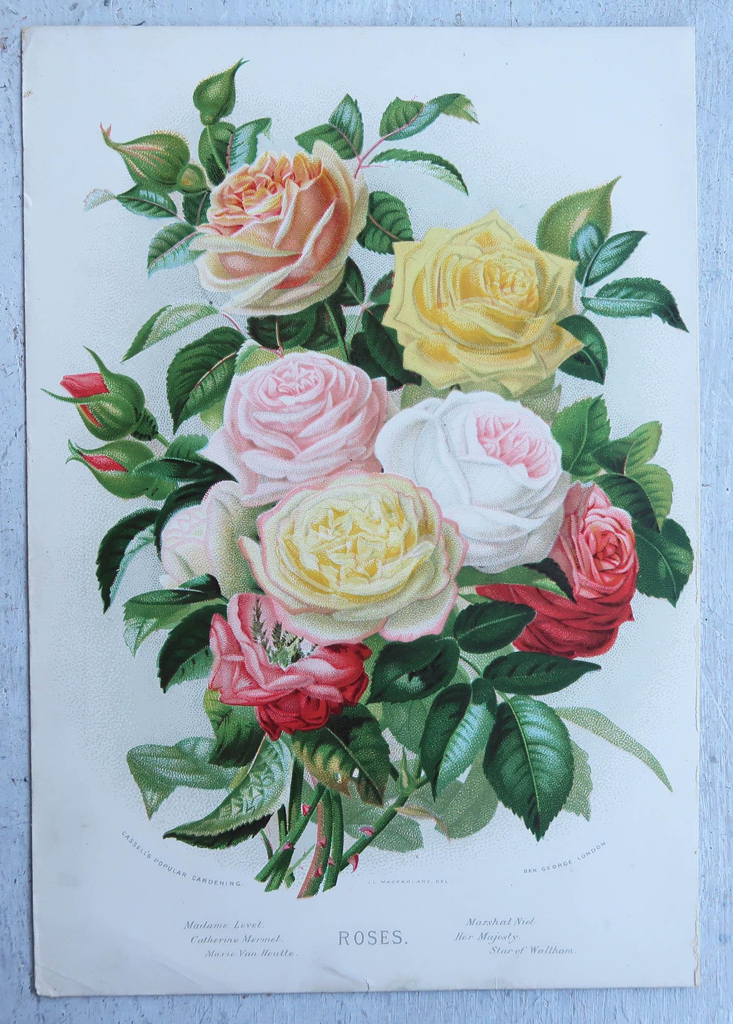 Victorian Original Antique Botanical Print- Roses. After Macfarlane, circa 1880 For Sale