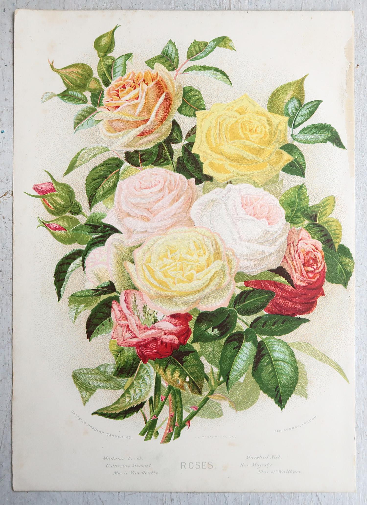 Original Antiker botanischer Druck – Rosen. Nach Macfarlane, um 1880 (Englisch) im Angebot