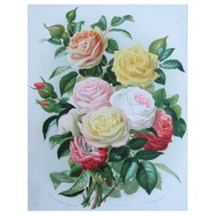 Original Antique Botanical Print- Roses. After Macfarlane, circa 1880
