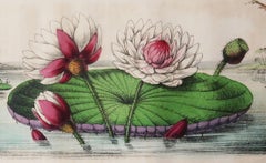 Original Antique Botanical Print, Water Lilies, circa 1840
