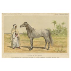 Chromolithographie ancienne originale d'un cheval barbe ou berbère, vers 1890