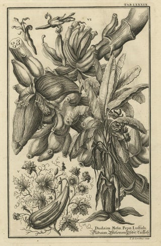 Biblical Botanical Print, Dudaim Melon Engraving by Corvinus, 1731, view 4