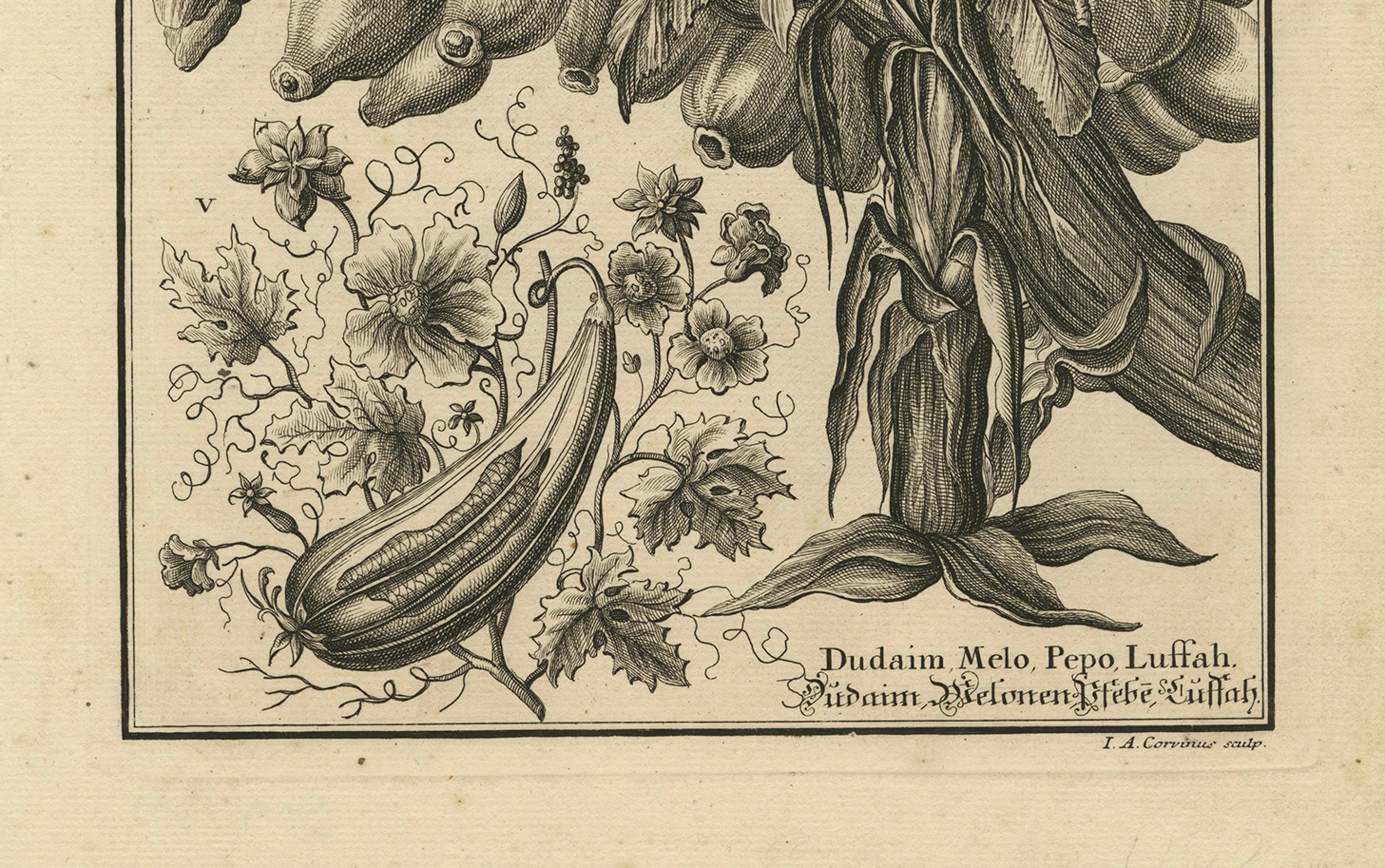 Biblical Botanical Print – Dudaim Melon Engraving by Corvinus, 1731 In Good Condition For Sale In Langweer, NL
