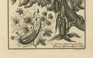 Biblical Botanical Print, Dudaim Melon Engraving by Corvinus, 1731, view 5