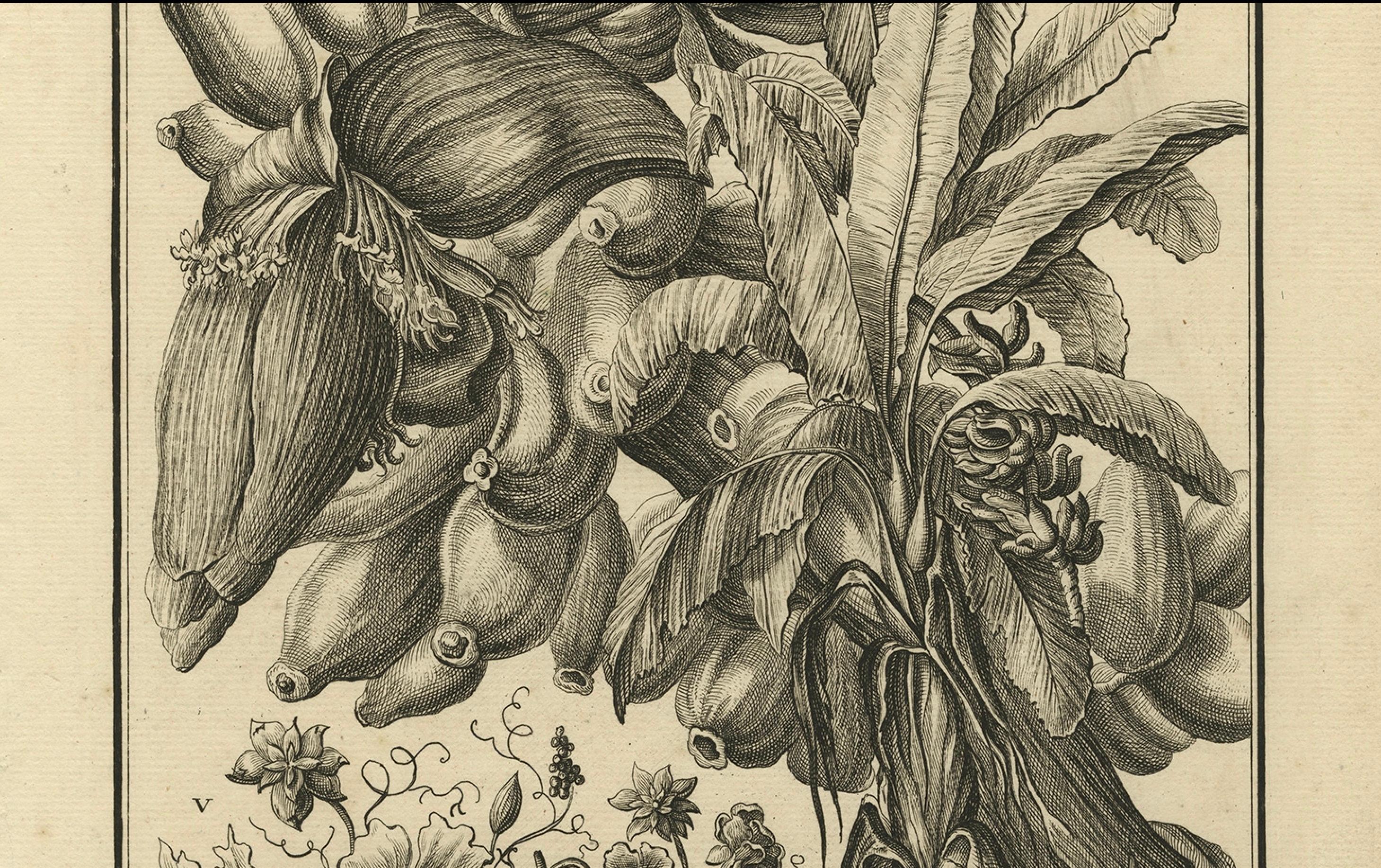 Mid-18th Century Biblical Botanical Print – Dudaim Melon Engraving by Corvinus, 1731 For Sale