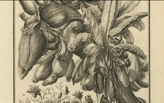 Biblical Botanical Print, Dudaim Melon Engraving by Corvinus, 1731, view 6