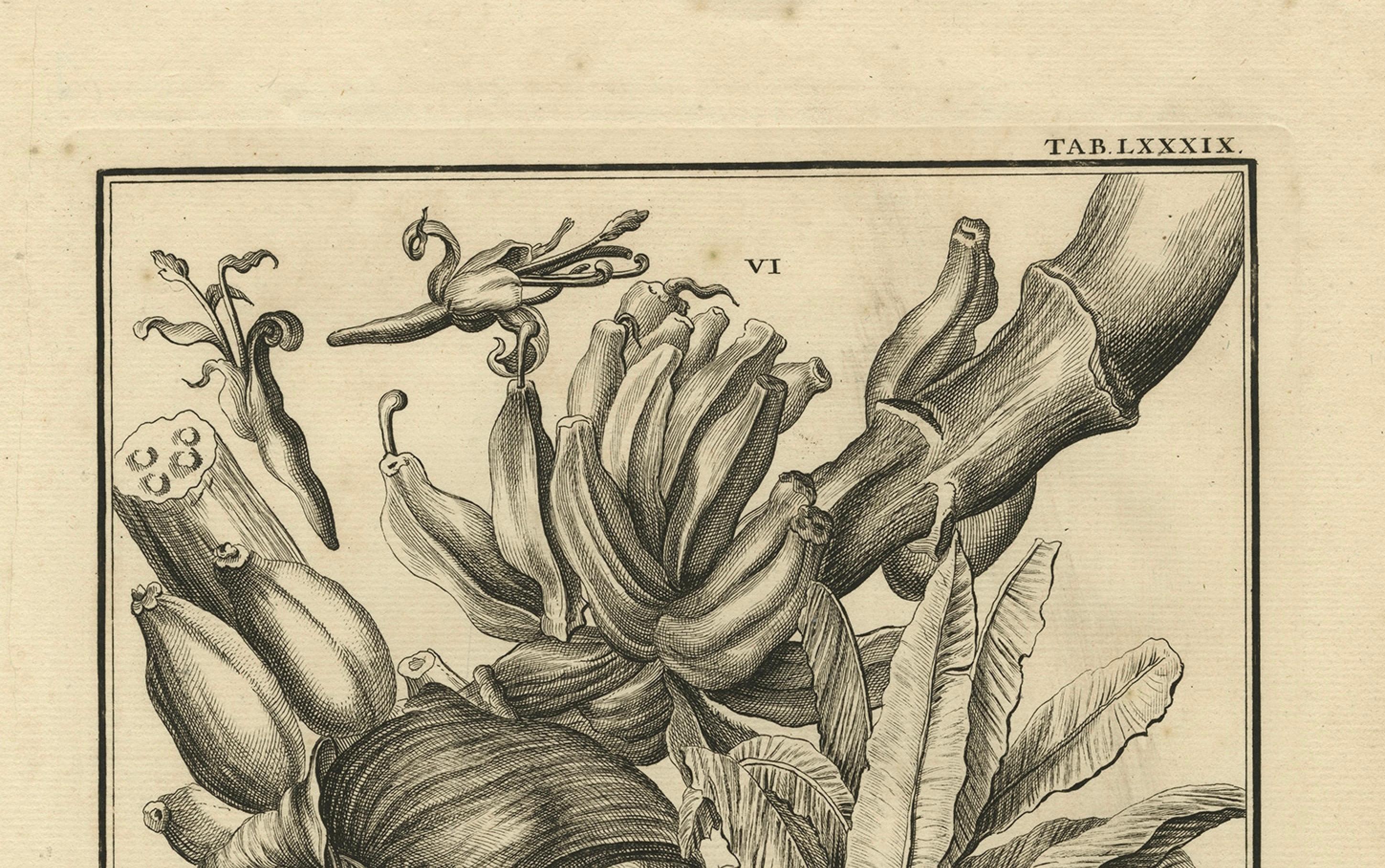 Paper Biblical Botanical Print – Dudaim Melon Engraving by Corvinus, 1731 For Sale