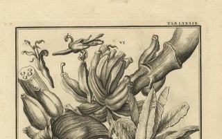 Biblical Botanical Print, Dudaim Melon Engraving by Corvinus, 1731, view 7