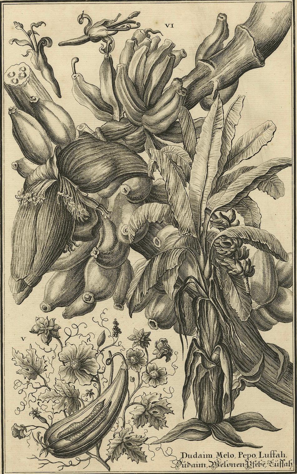 Biblical Botanical Print – Dudaim Melon Engraving by Corvinus, 1731 For Sale 1