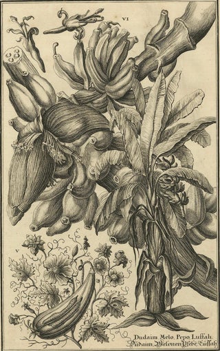 Biblical Botanical Print, Dudaim Melon Engraving by Corvinus, 1731, view 8