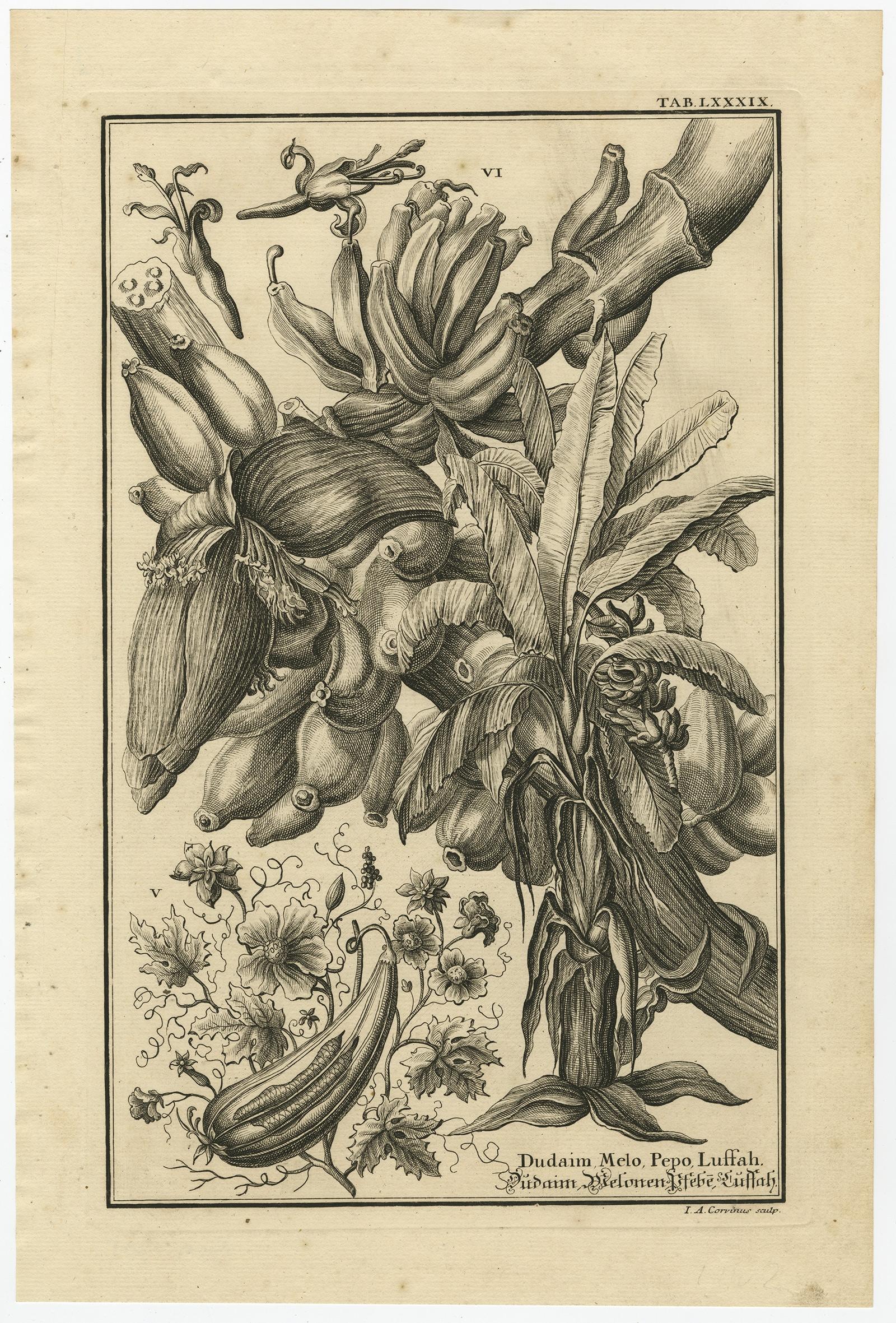 Biblical Botanical Print – Dudaim Melon Engraving by Corvinus, 1731 For Sale 2