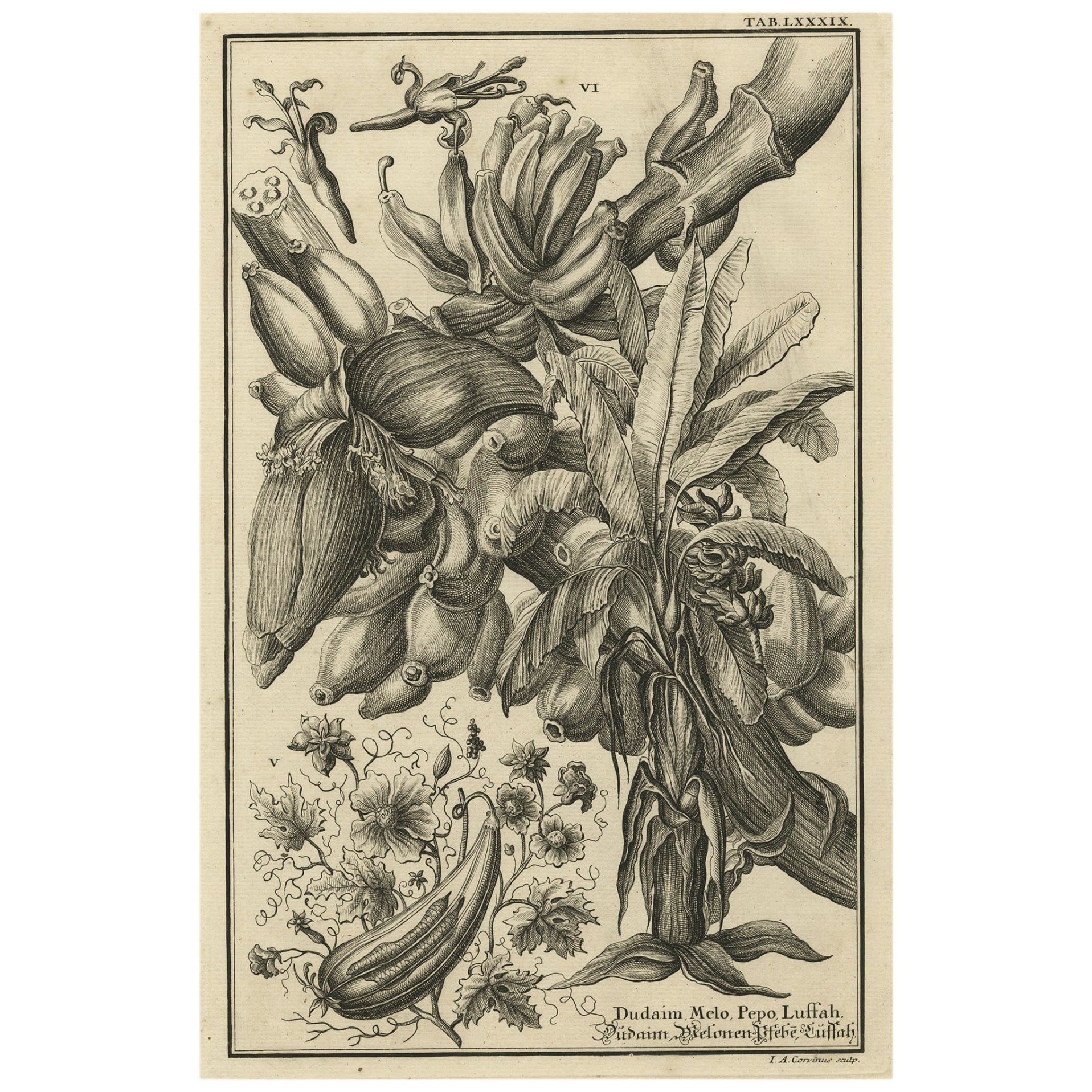 Original Antique Copper Engraving of the Plant Named Dudaim Melon, 1731