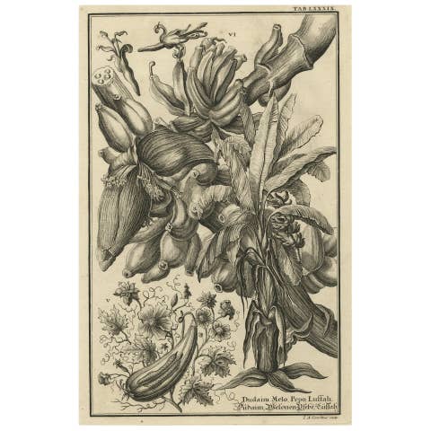 Biblical Botanical Print – Dudaim Melon Engraving by Corvinus, 1731
