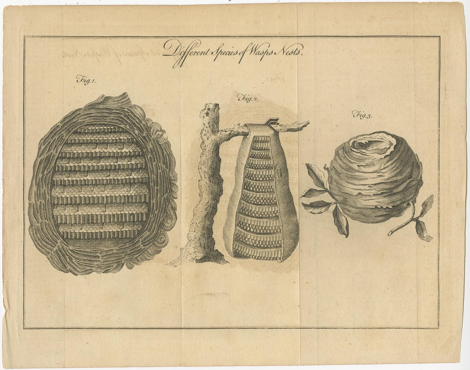 Antique print titled 'Different Species of Wasps Nests'. Copper engraving of various wasp nests. Source unknown, to be determined. 

Artists and engravers: Anonymous.