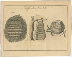 Original Antique Copper Engraving of Various Wasp Nests, Published circa 1780