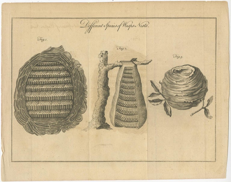Original Antique Copper Engraving of Various Wasp Nests, Published