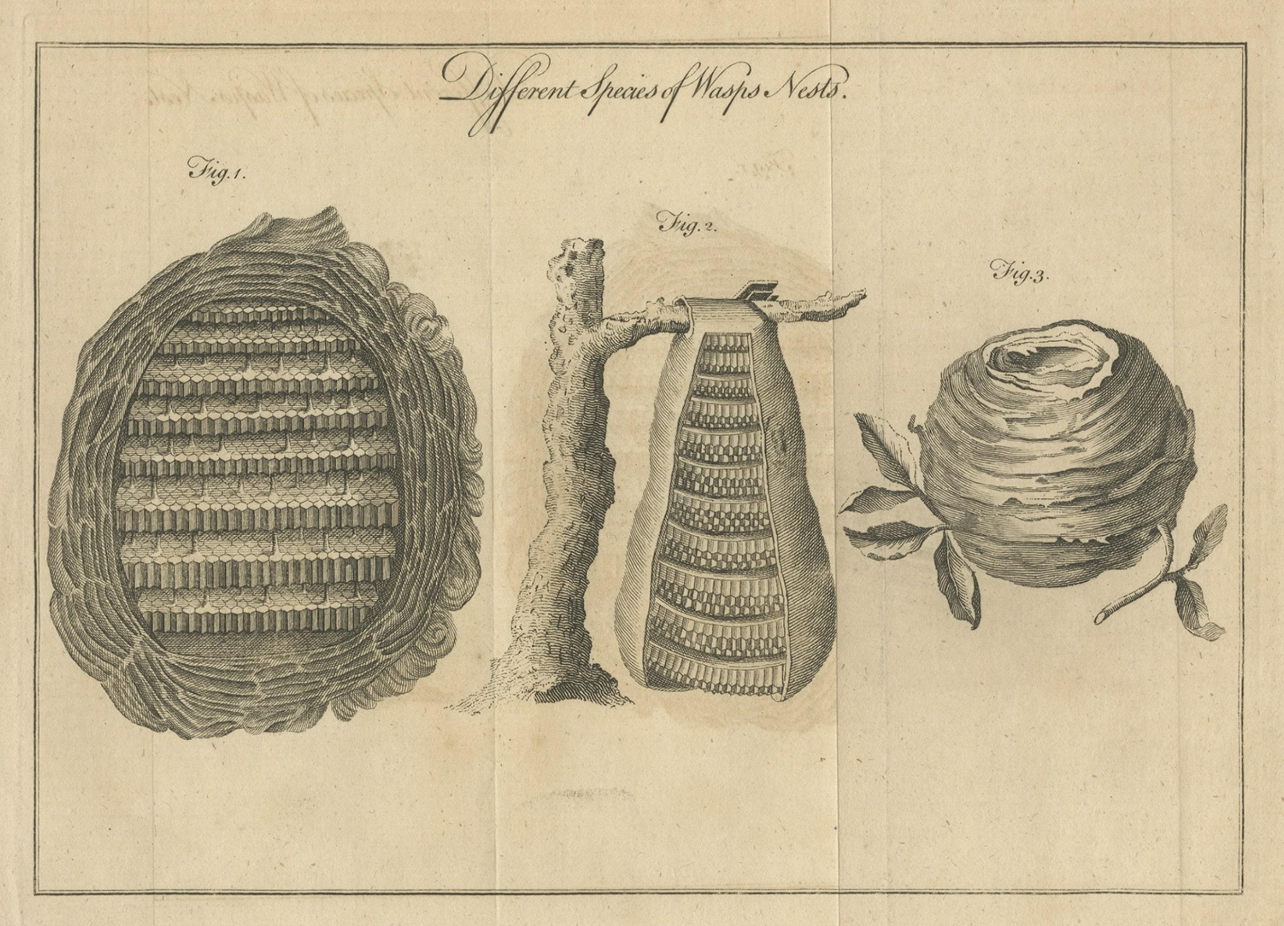 Original Antique Copper Engraving of Various Wasp Nests, Published circa 1780 In Fair Condition For Sale In Langweer, NL