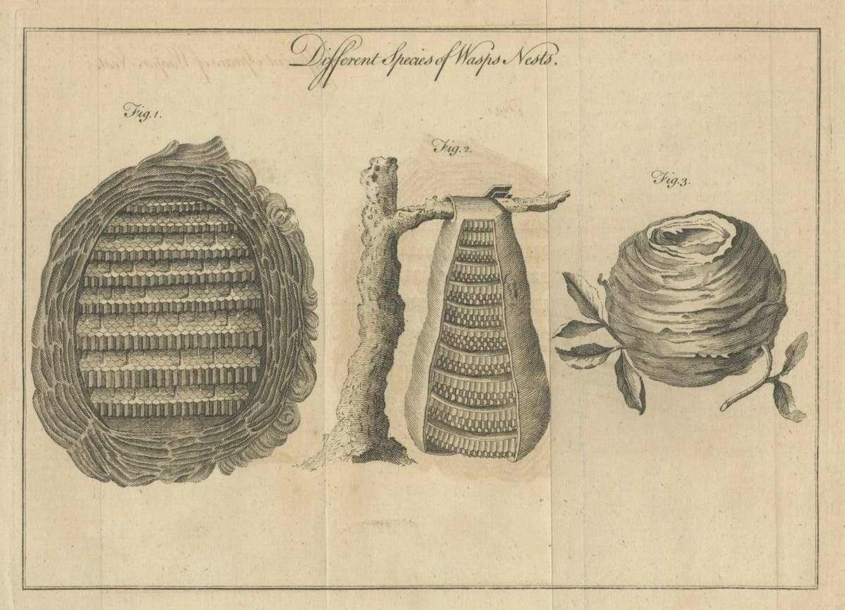 Original Antique Copper Engraving of Various Wasp Nests, Published circa 1780