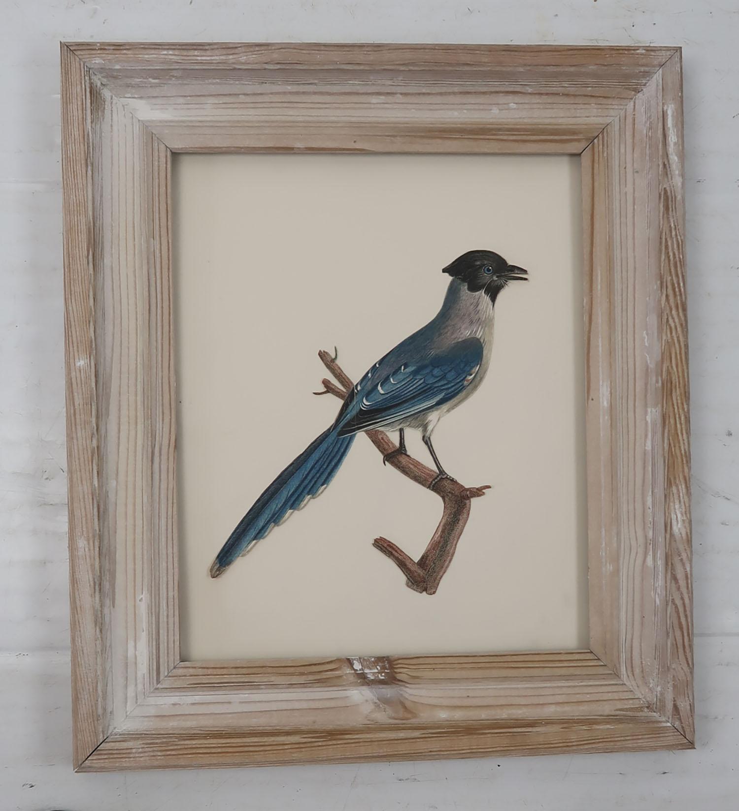 Great decoupage image of a bird presented in an antique pine frame

Lithograph laid on paper

Published, circa 1850

The measurement below is the frame size

Free shipping.


 