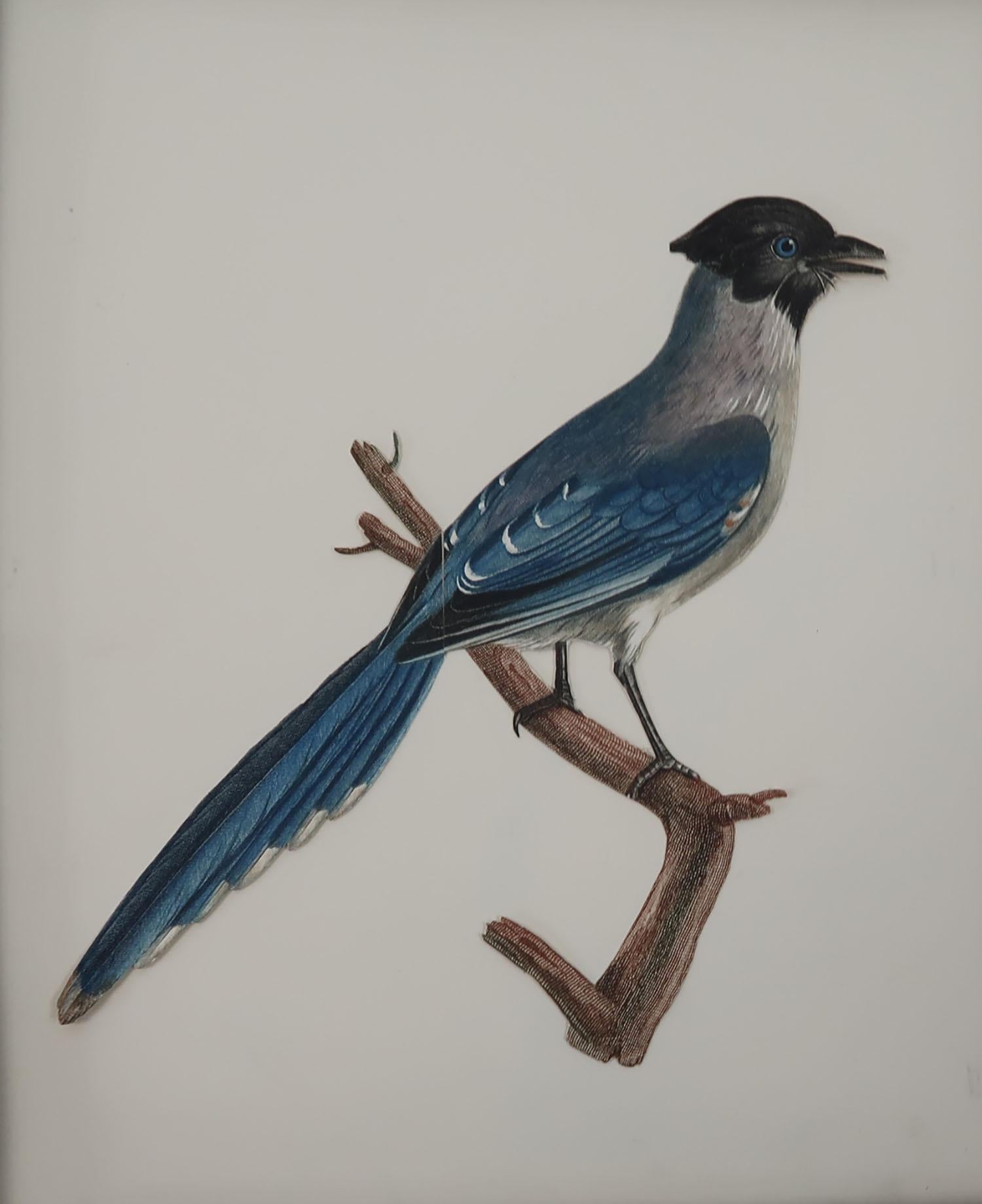 Folk Art Original Antique Decoupage Print of a Bird, circa 1850