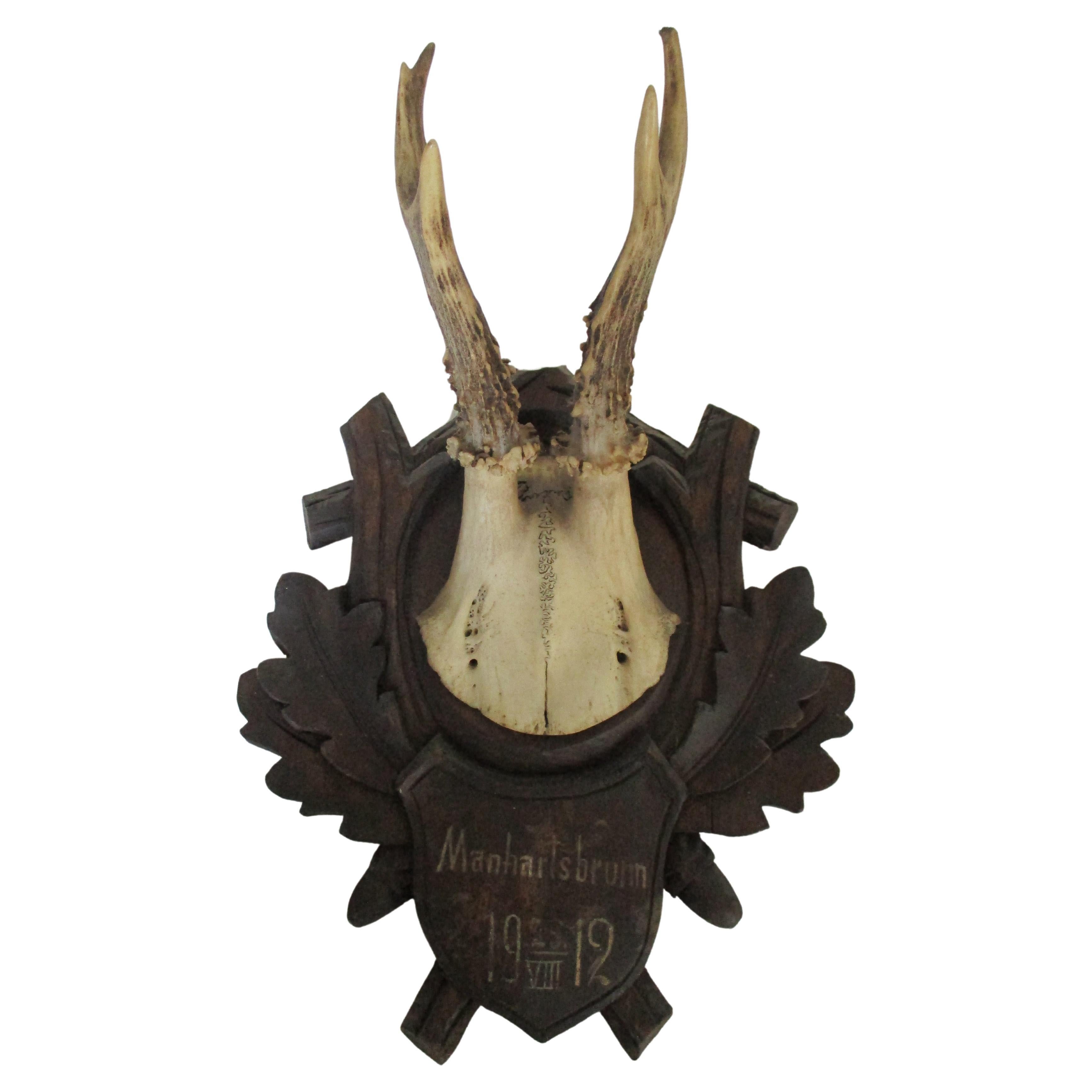 Original Antique Deer Taxidermy 1912 For Sale