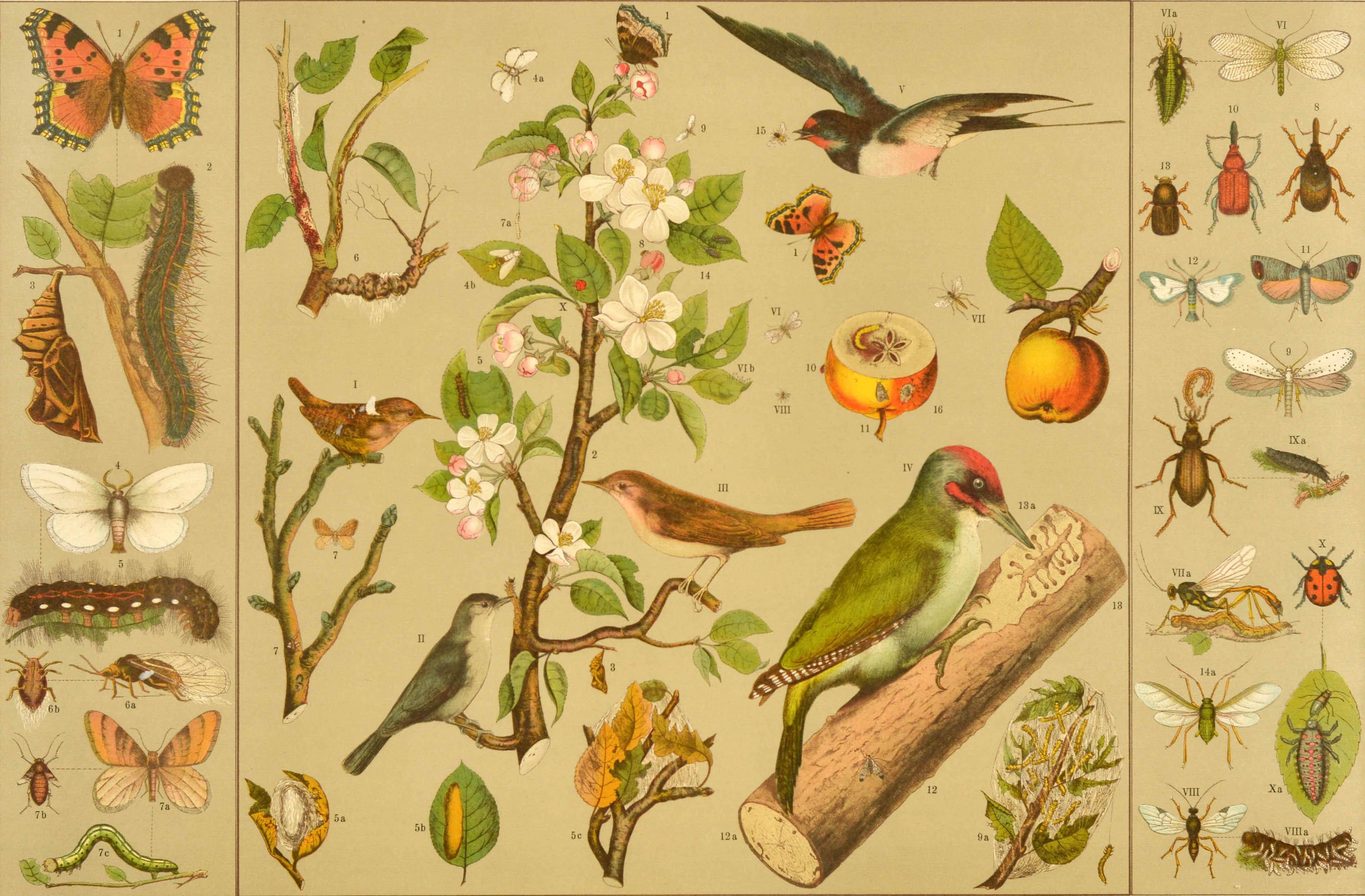 Original antique educational poster - Our cultivated plants, their friends and enemies - featuring numbered illustrations of an apple tree (Pyrus malus L.) with flowers and leaves, surrounded by the fruit and branches, different birds and insects