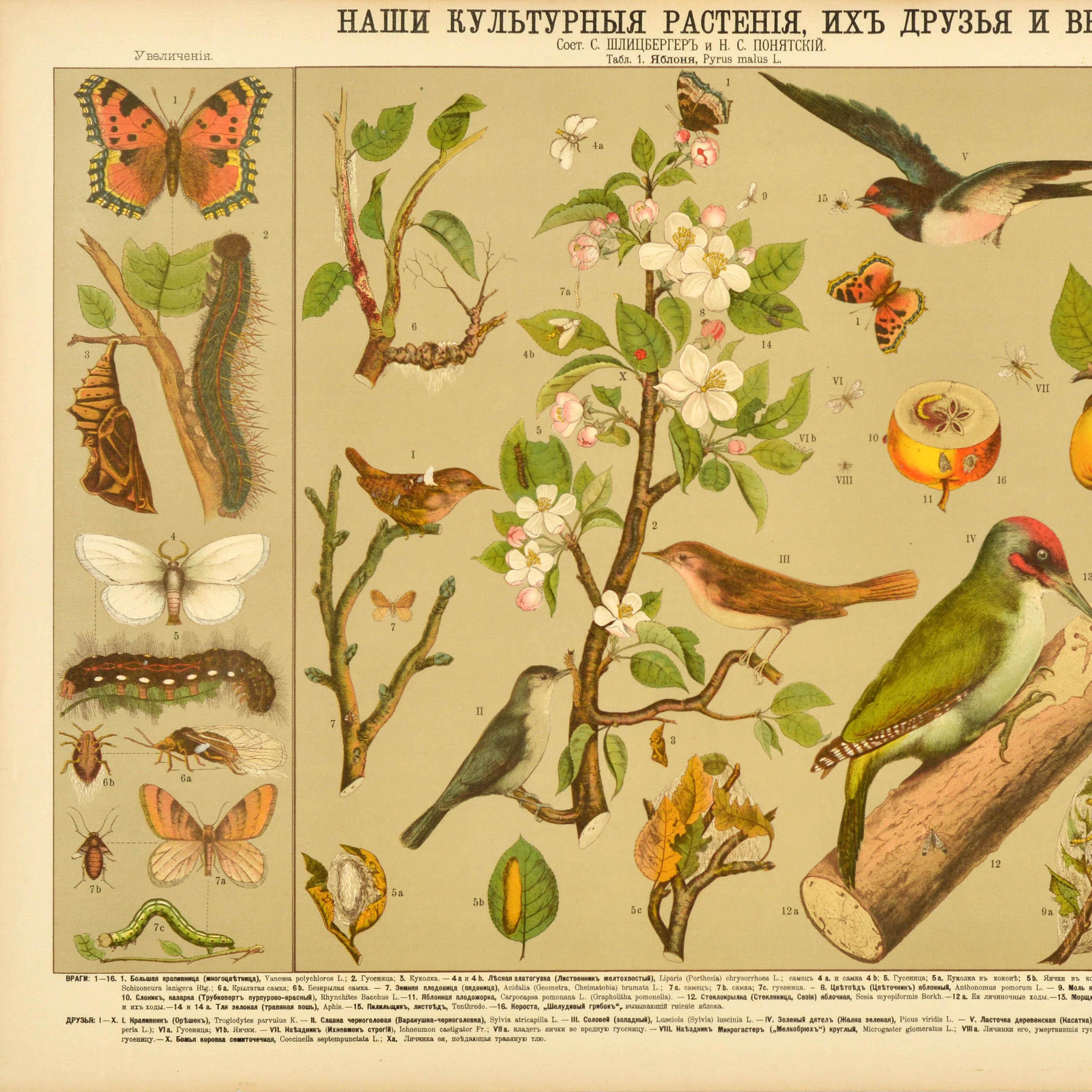 Russian Original Antique Educational Poster Cultivated Plant Friends And Enemies Birds For Sale