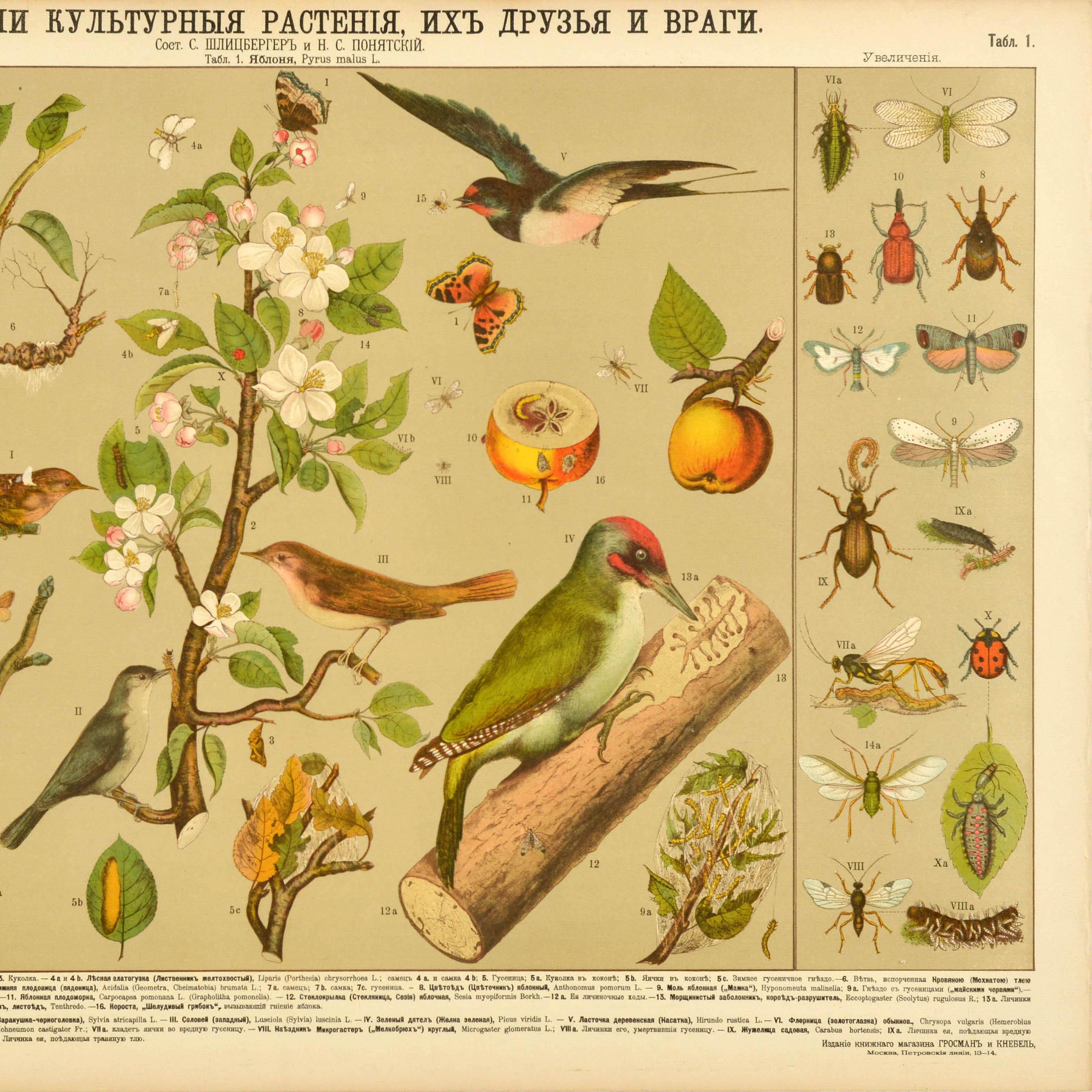 Original Antikes Bildungsplakat „ Cultivated Plant Friends And Enemies Birds“, Freunde und Feinde der Pflanzen im Zustand „Gut“ im Angebot in London, GB
