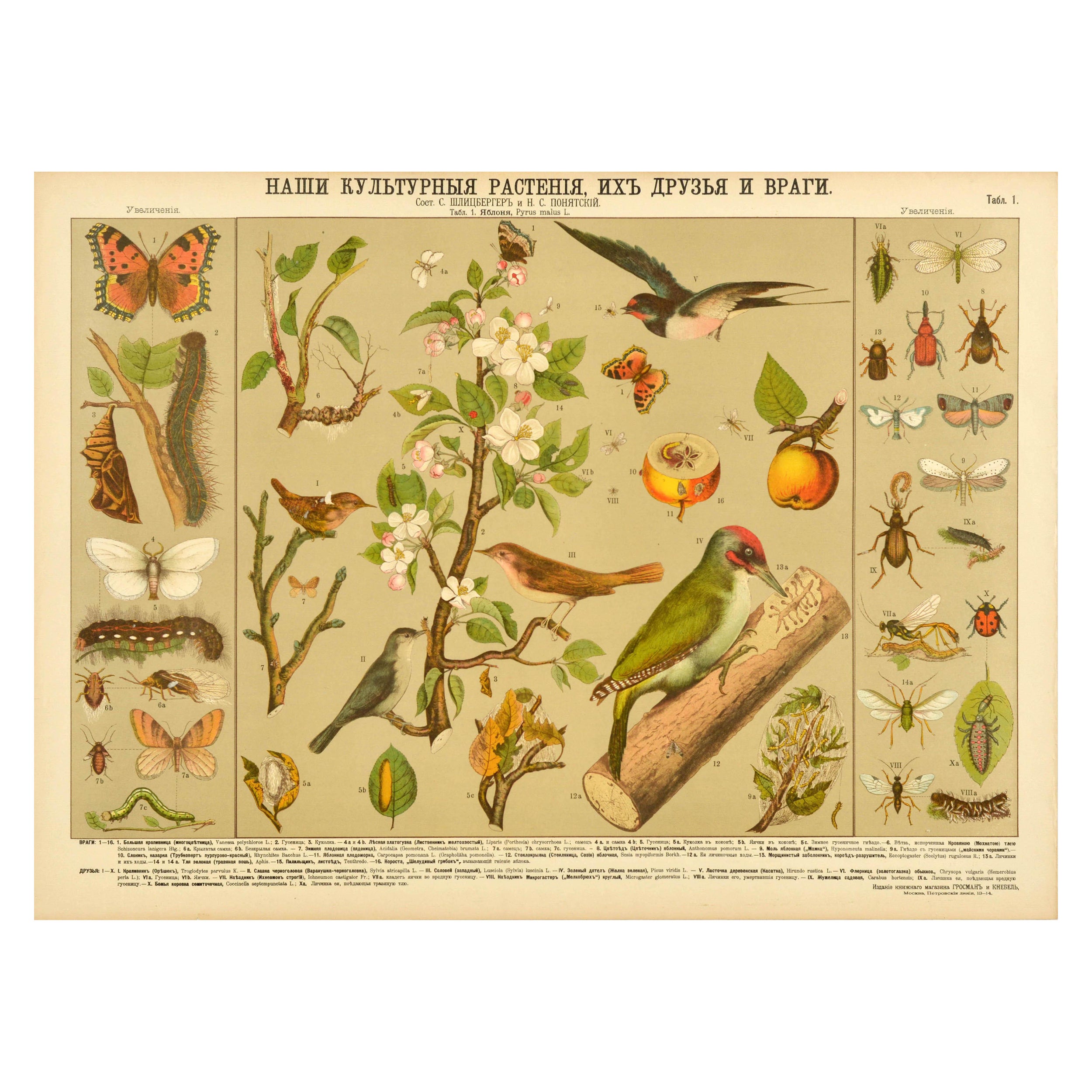 Poster didattico originale d'epoca Piante coltivate amiche e nemiche degli uccelli in vendita