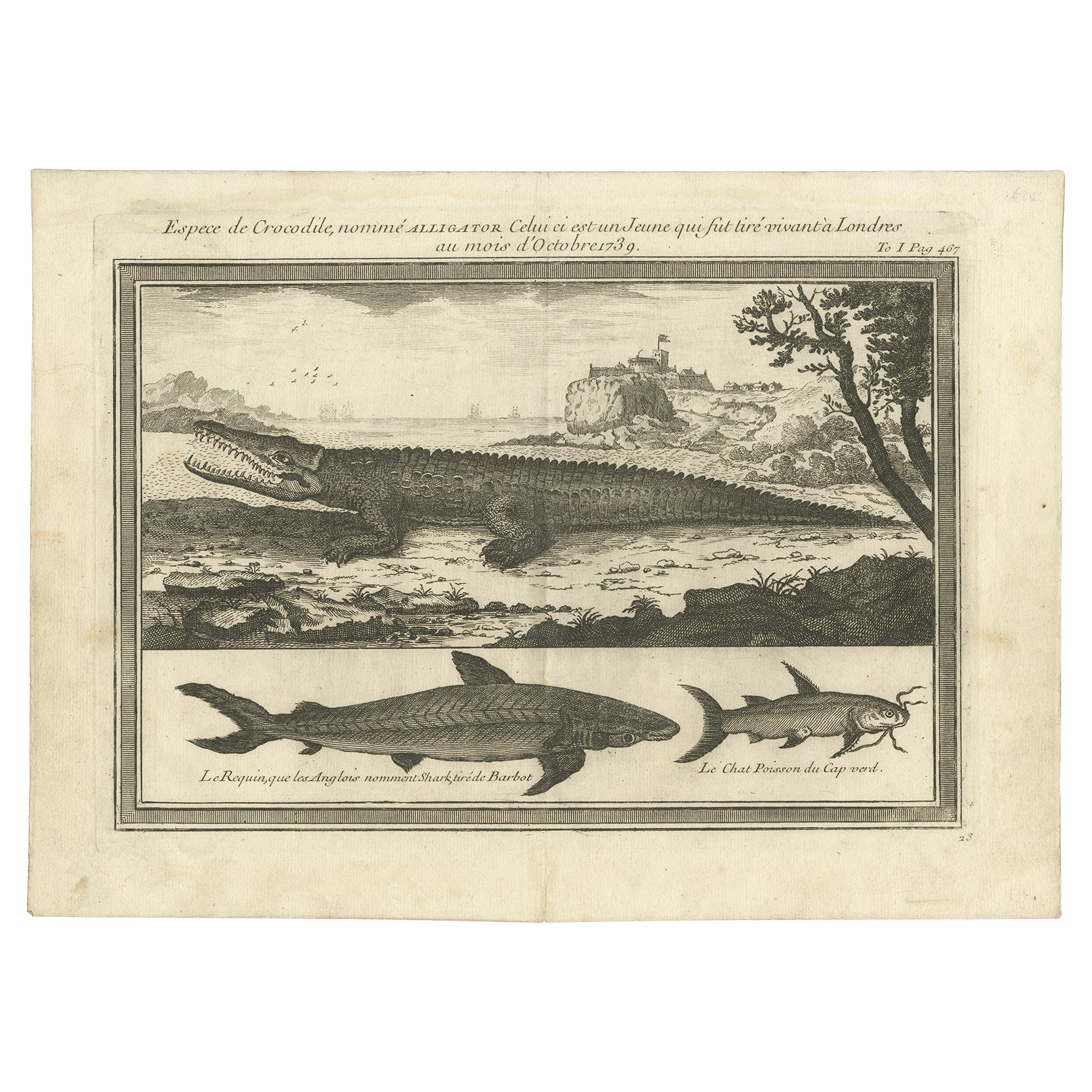Antike antike Gravur eines Alligators, einer Haie und eines Fisches, ca. 1750 im Angebot