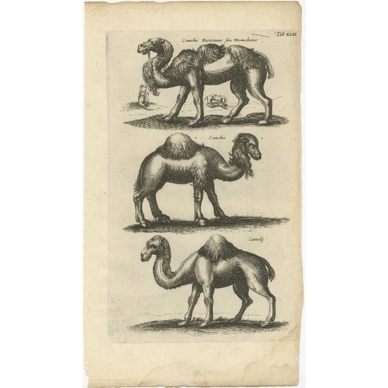 Antique print of a camel and a dromedary. This print originates from 'Historiae Naturalis (..)' by John Johnston, published by Matthias Merian in 1657.

Artists and Engravers: John Johnston (or Johnstone, 1603-1675) was a descendant of a Scottish