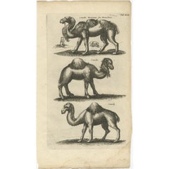 Original Antique Engraving of a Camel and Dromedary, 1657