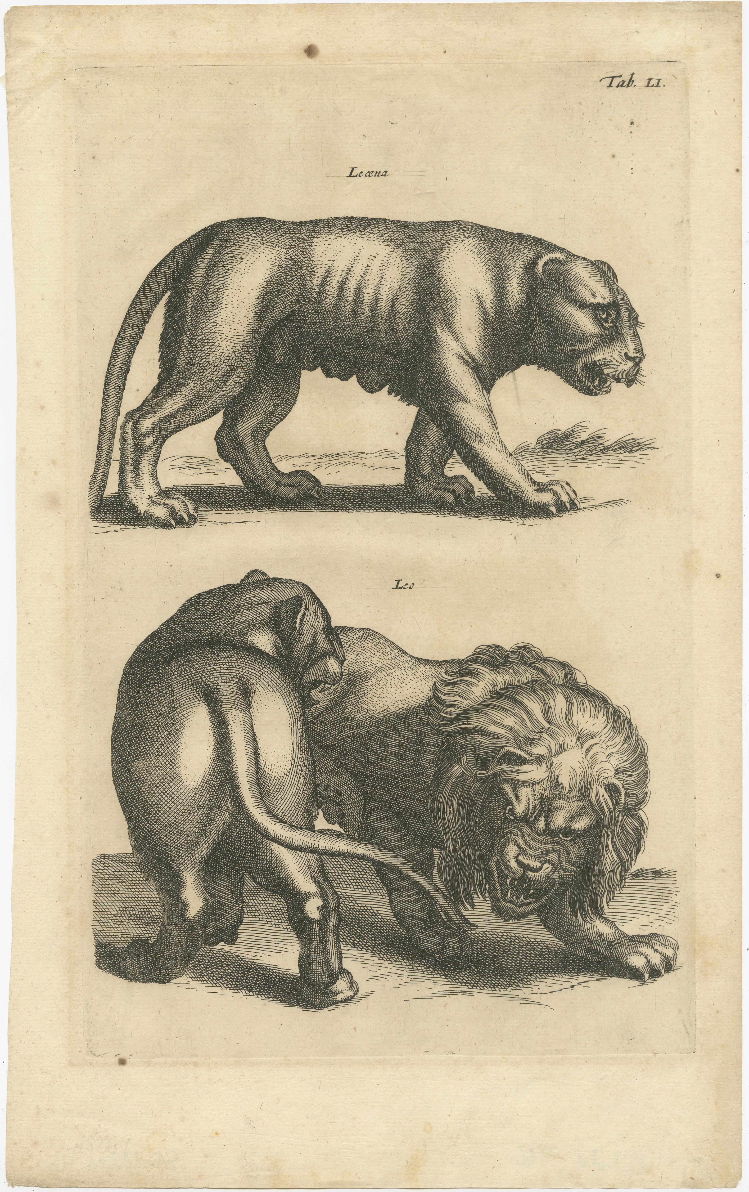 Antique print titled 'Leoena - Leo'. Original antique print of a lion and lioness. This print originates from 'Historiae Naturalis De Quadrupetibus Libri I' by John Johnston, published by Matthias Merian in 1657.

John Johnston (or Johnstone,