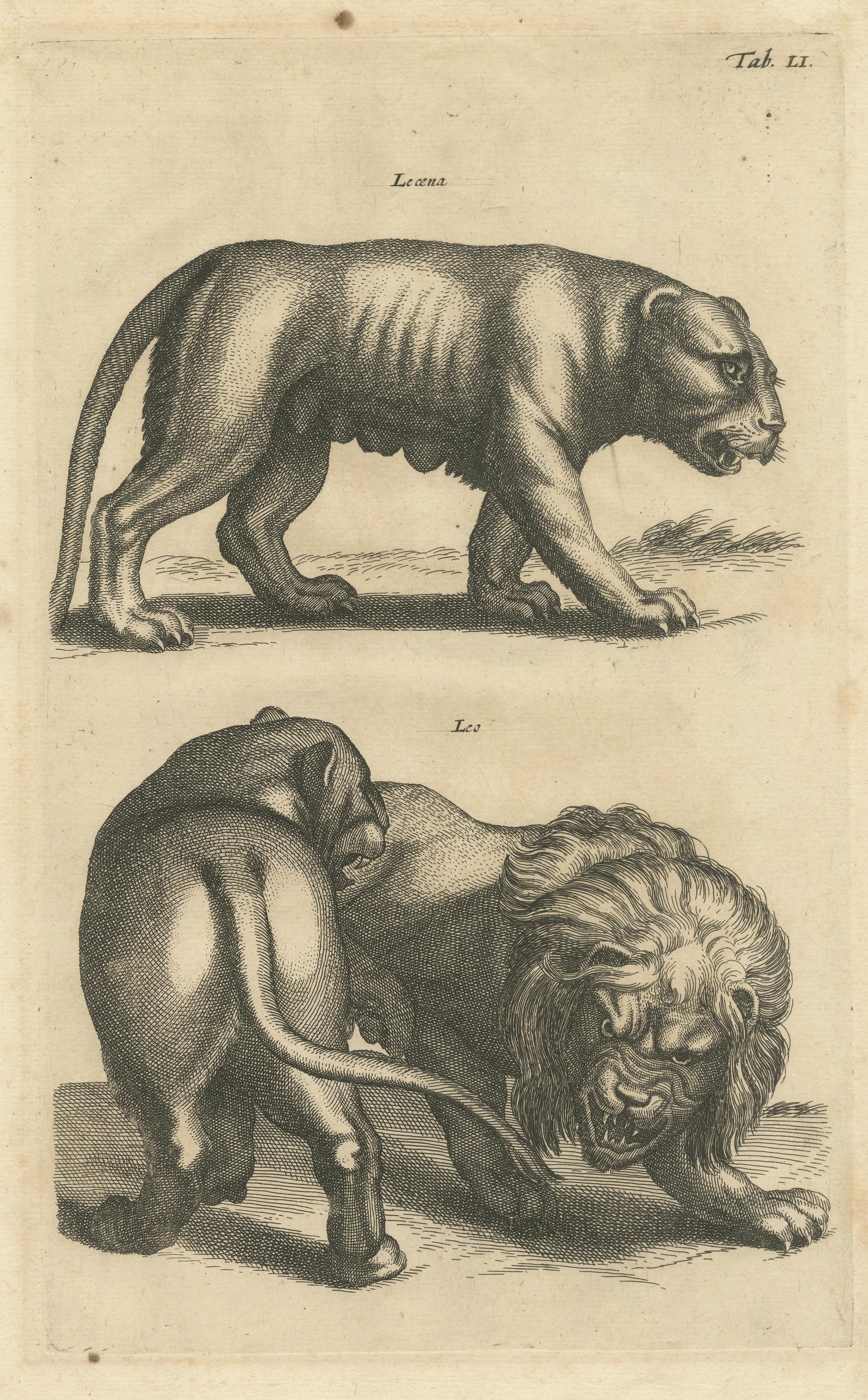 Original Antique Engraving of a Lion and Lioness In Fair Condition For Sale In Langweer, NL