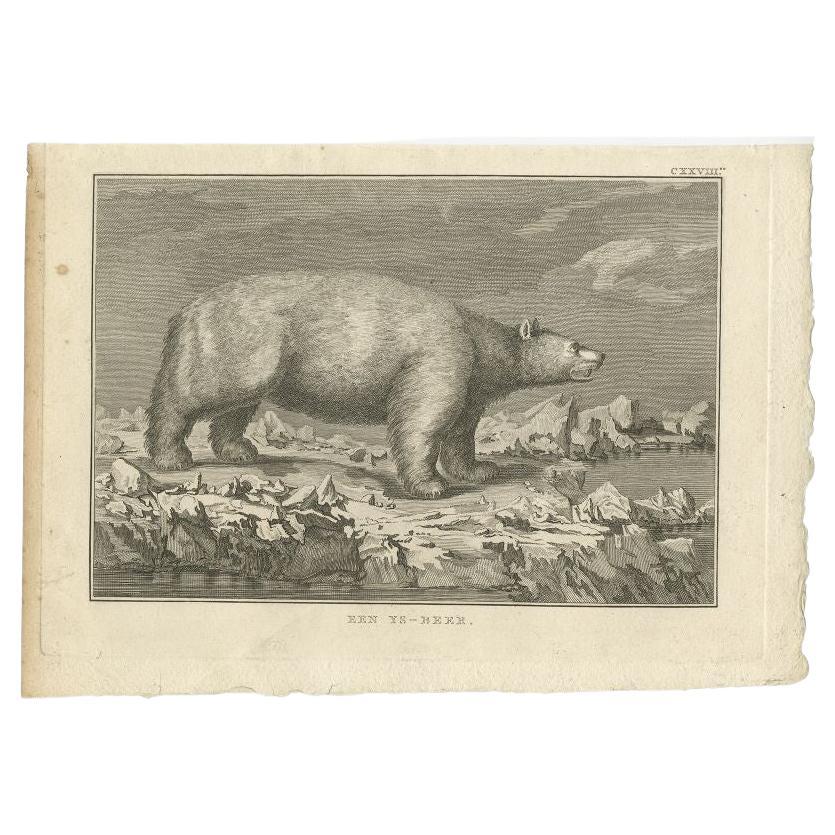 Antiker Tierdruck mit dem Titel 'Een Ys-Beer'. Alter Druck, der einen Eisbären abbildet. Stammt aus 