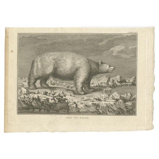 Original Antique Engraving of a Polar Bear by Cook, 1803, view 2