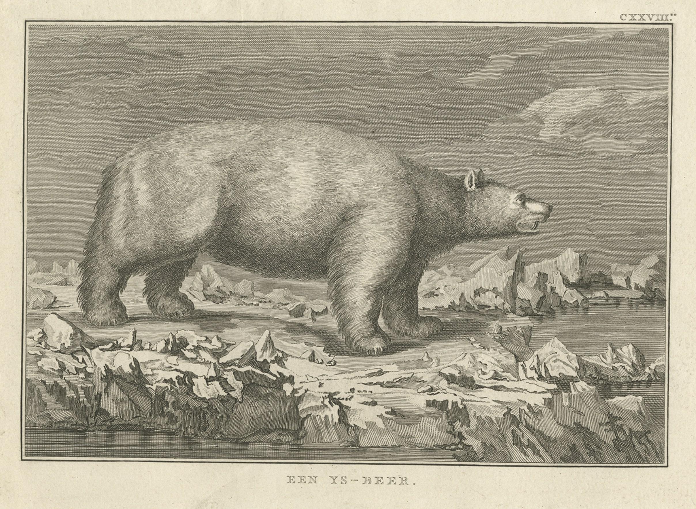 Original Antike Gravur eines Polarbären von Cook, 1803 (Papier) im Angebot